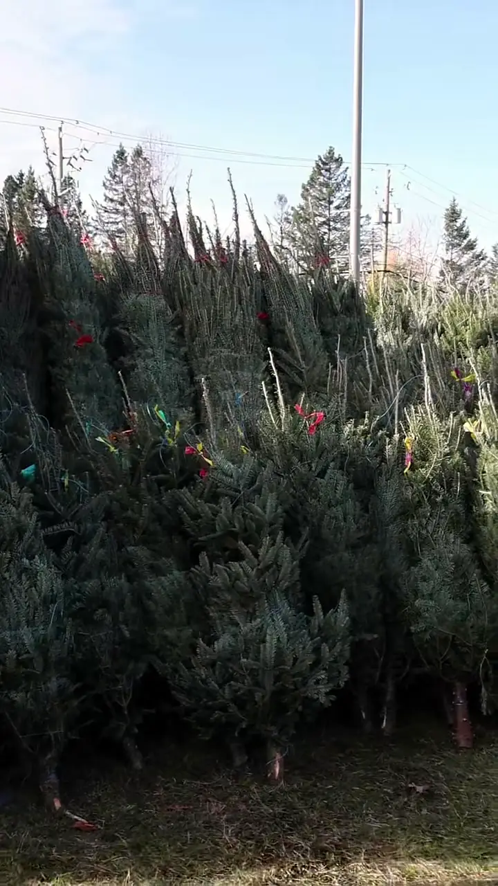 Installation de sapins naturels — Entretiens Dubreuil